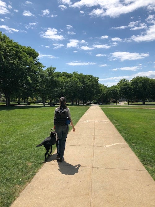 A student walks across the quad using a guide dog