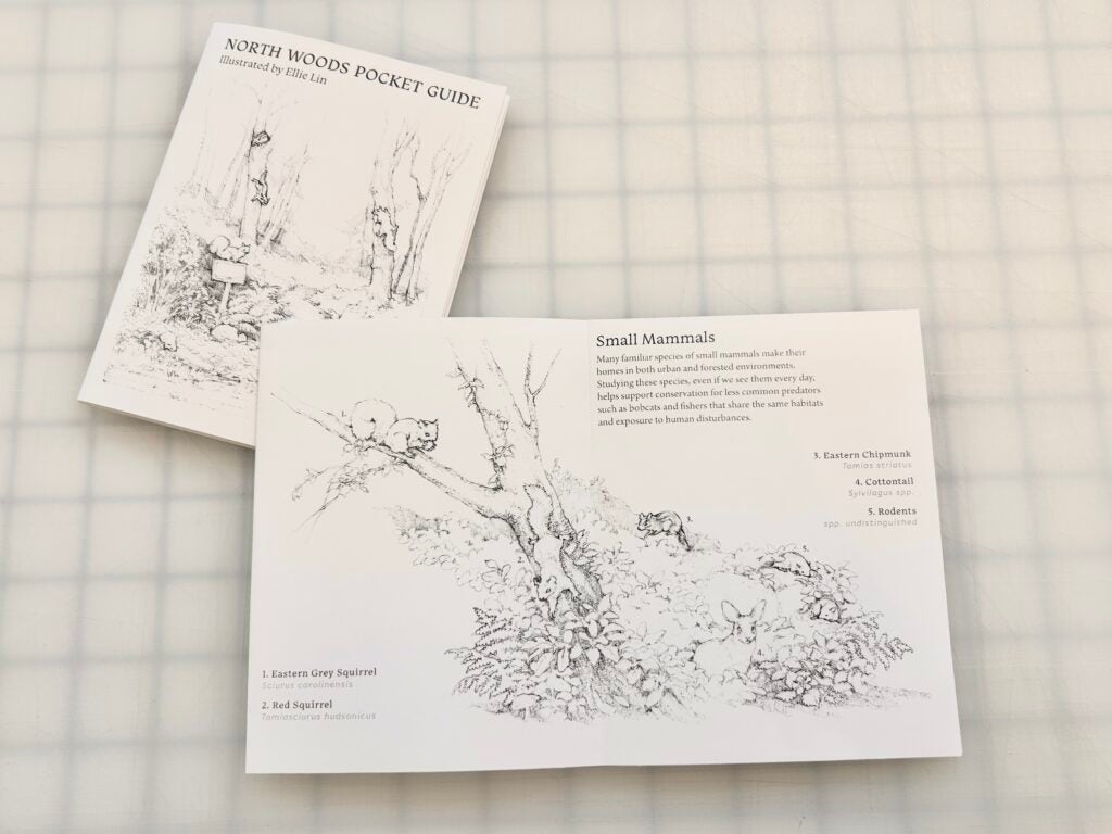 Photos of zine featuring drawings of small mammals.