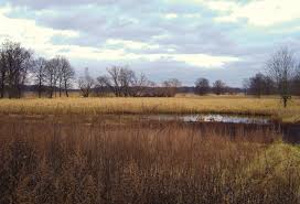 A marshland with dry grass and scattered trees surrounds a small pond under a cloudy sky.