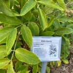 An elderberry plant behind a sign with its scientific name and description