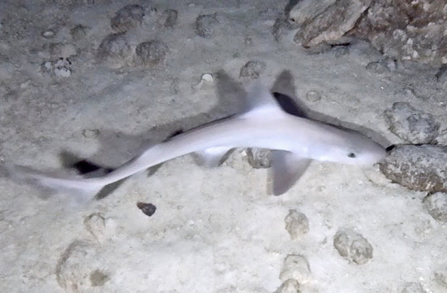 sharpnose sevengill shark