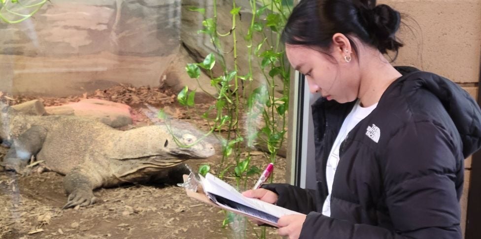 Studying a Komodo Dragon