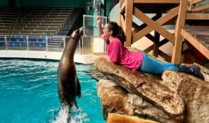 Megan Rossilli trains a California sea lion at Mystic Aquarium