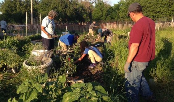 students harvesting food in a field