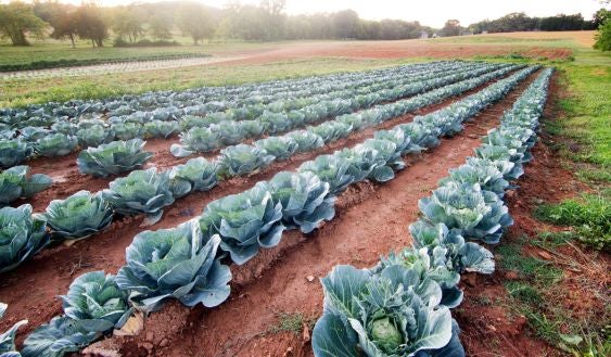 rows of cabbage in a field