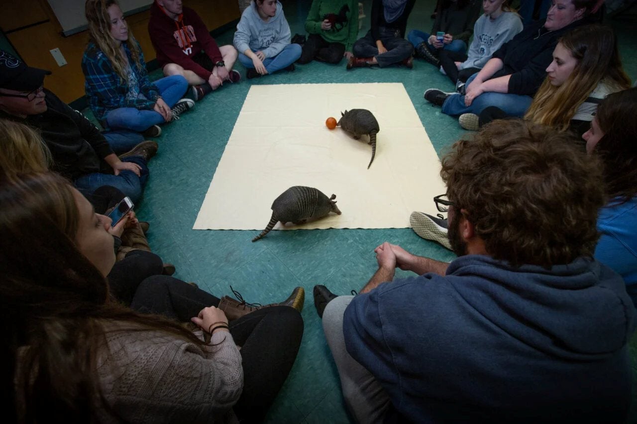 URI students interact with armadillos during a class in zoo animal management at Roger Williams Park Zoo. 