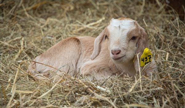 a young goat sitting in hay