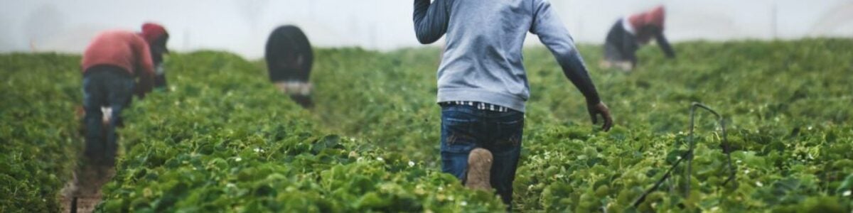 On-Farm Produce Safety Training and Resources to Support You Along the Way