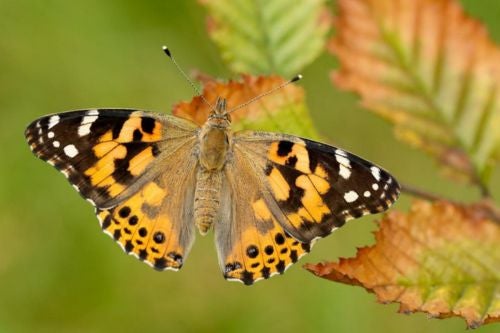 a painted monarch sitting on a leaf