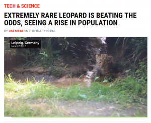 Amur Leopard - newsweek