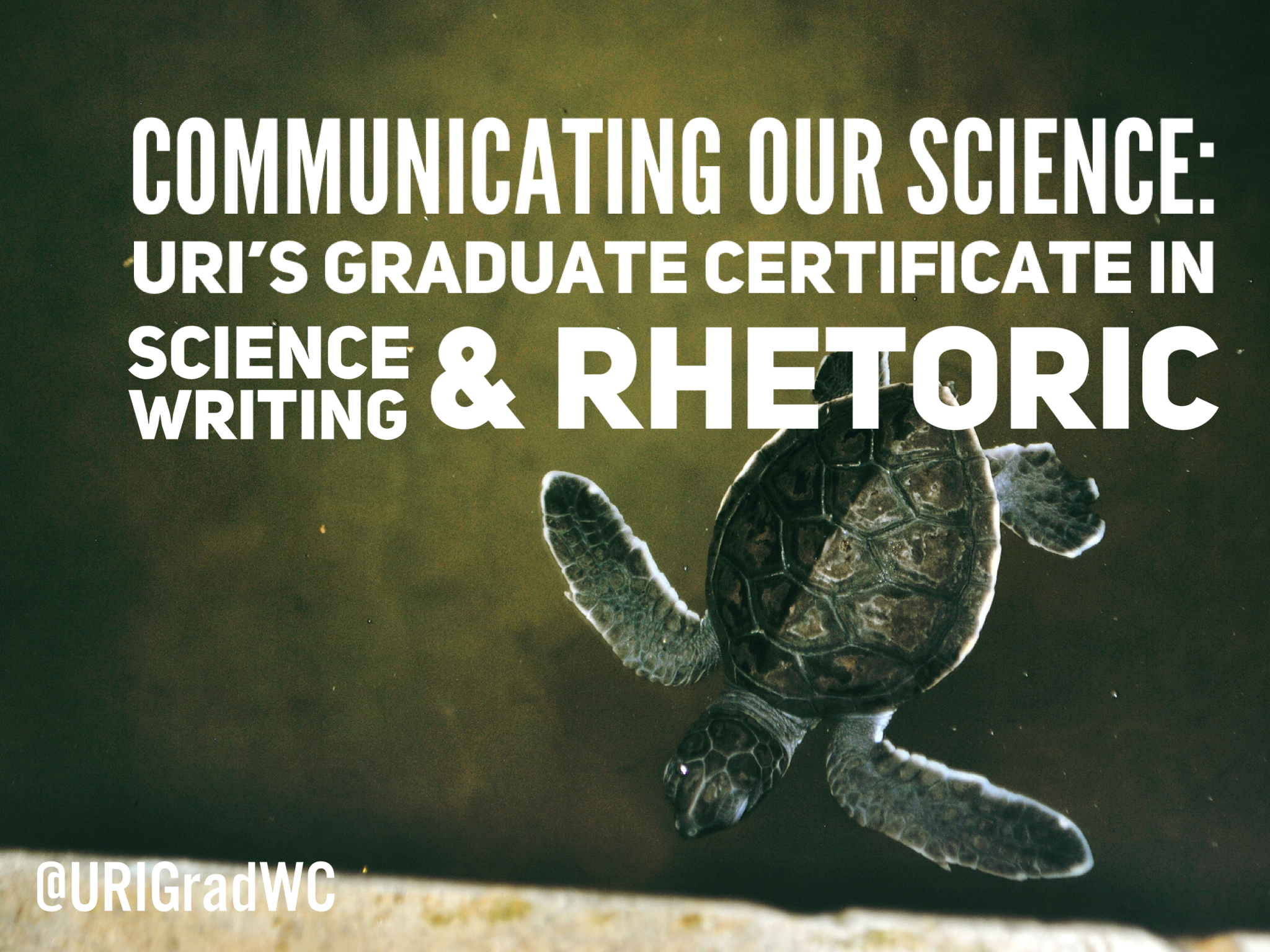 A sea turtle swims against a greenish-brown background underneath white text reading Communicating our Science: URI's Graduate Certificate in Science Writing and Rhetoric