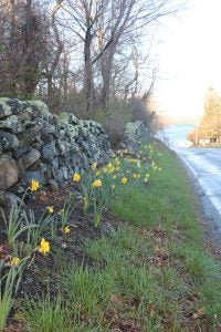 Daffodils along South Ferry Road.