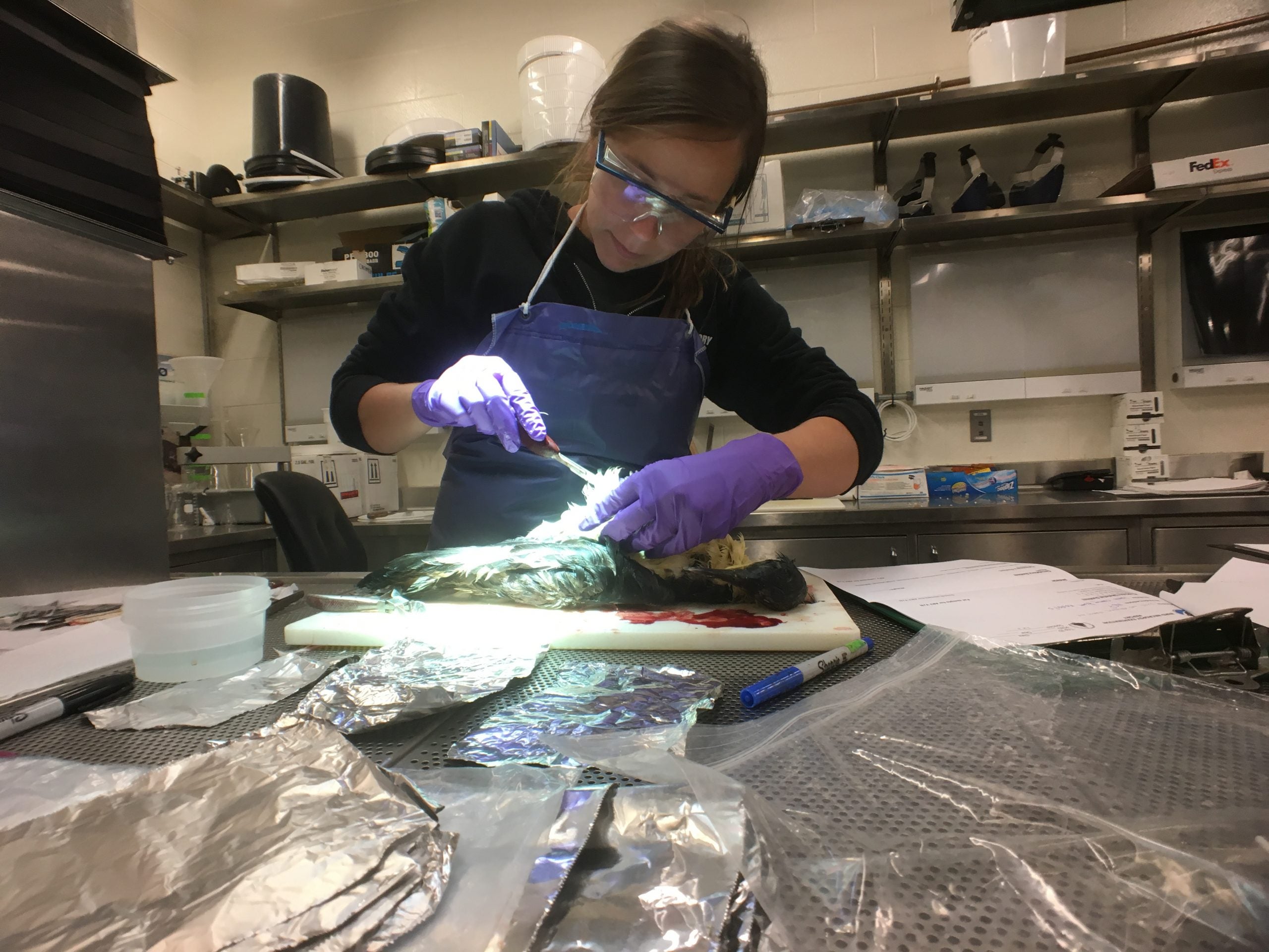 Student Anna Robuck dissects a seabird in a lab.