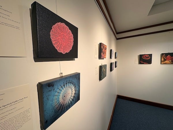 A photo from close up to the Studio Blue Gallery wall, with eight images hung on the walls.