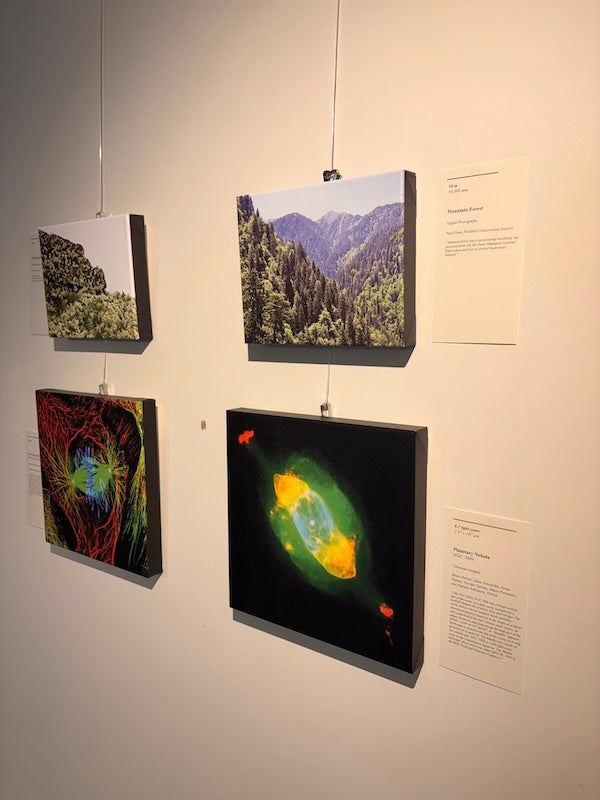 A set of four images on the wall in the Studio Blue Gallery.