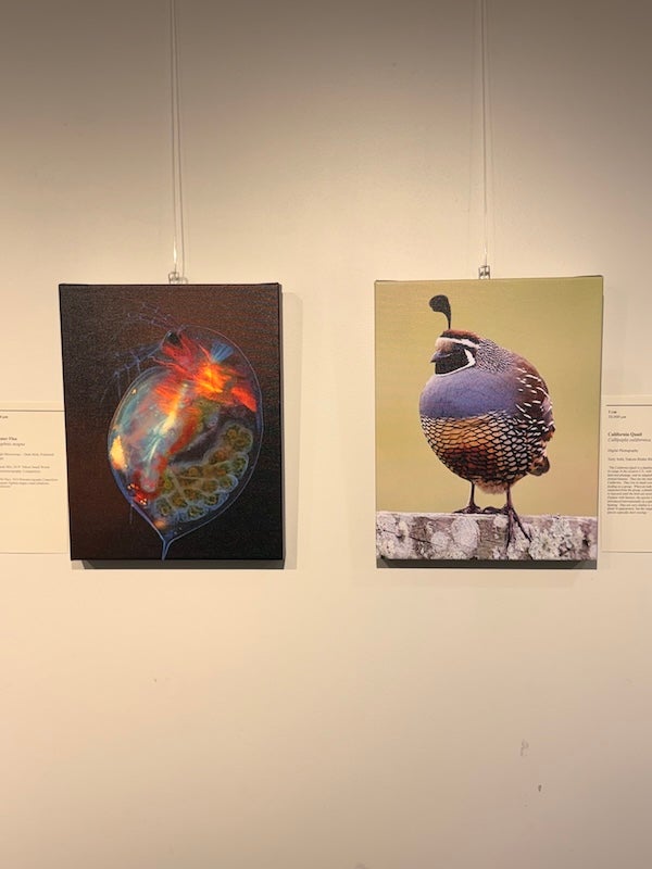 Two images on the wall of Studio Blue