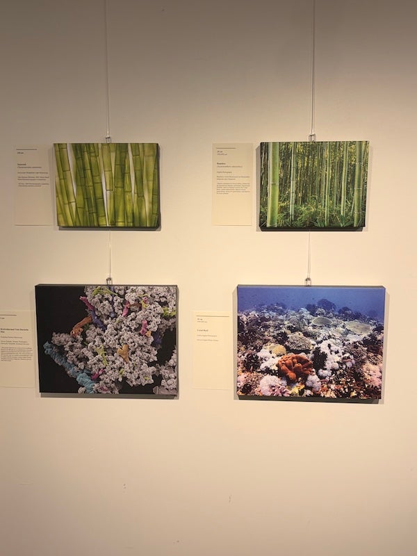 A set of four images on the wall in the Studio Blue Gallery.
