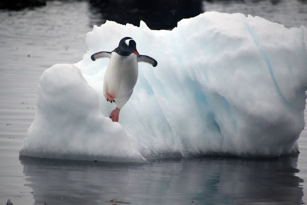 Gentoo penguin jumping off of an ice flow and into the water