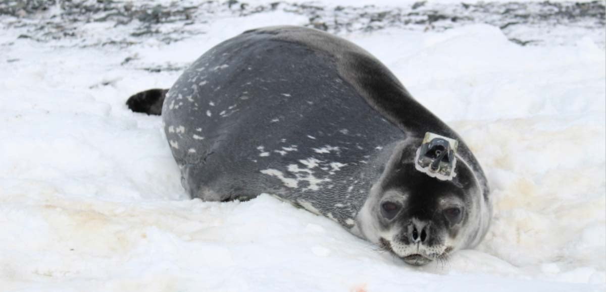 Seal in snow with scientific instrument attached to its head.