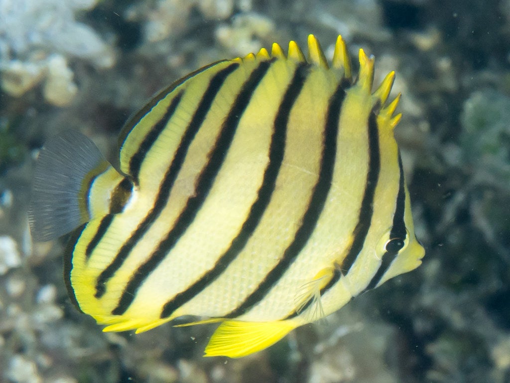 Yellow and black-striped Eight-band butterflyfish swimming underwater.