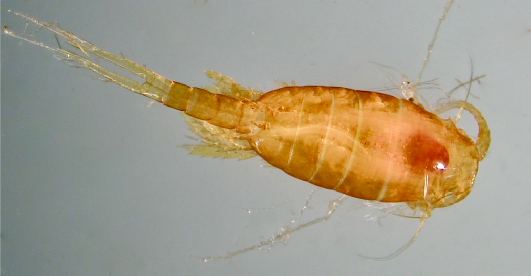 Photo of Lucicutia, a microscopic copepod.