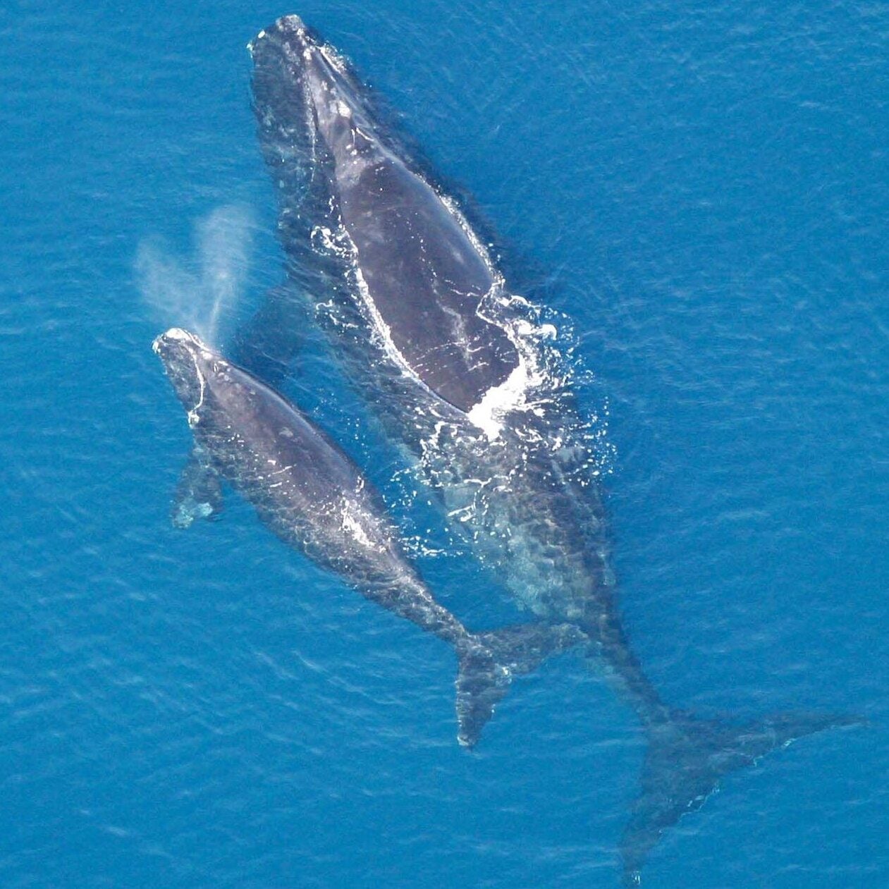 Aerial view of a North Atlantic right whale mother and calf.