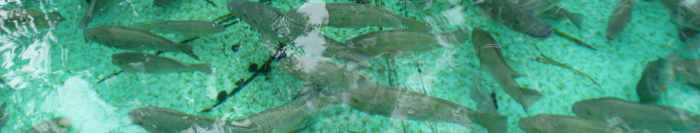 Fish in the MSRF Seawater Facility.