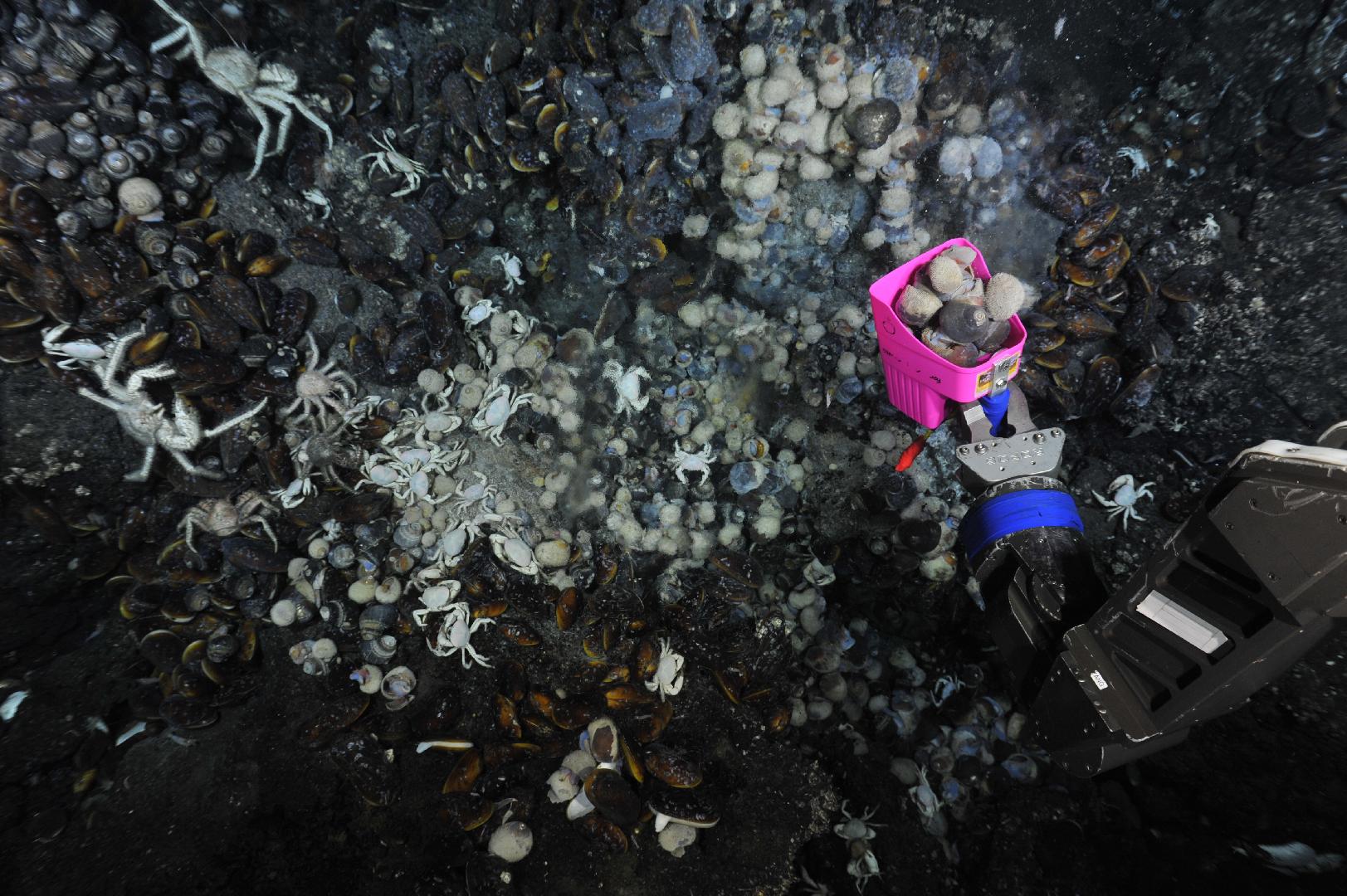 Photo shows a number of different deep sea mollusks, black and gray in color, as a robotic arm painted pink and blue gathers a sample.