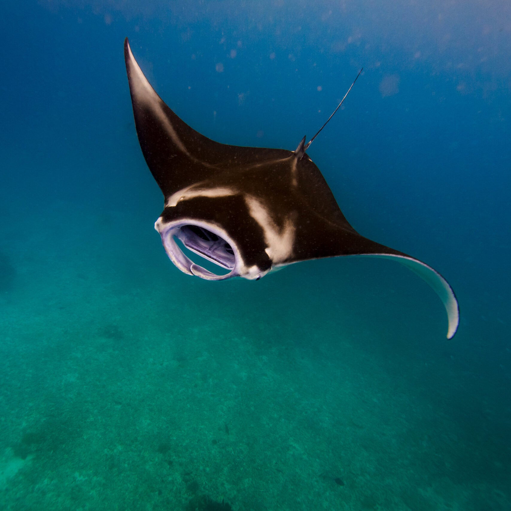 Underwater photo of a Reef Manta taken by Assistant Professor Jason Jaacks a part of a multi-year visual study of the biodiversity of the Coral Triangle region of the south Pacific.