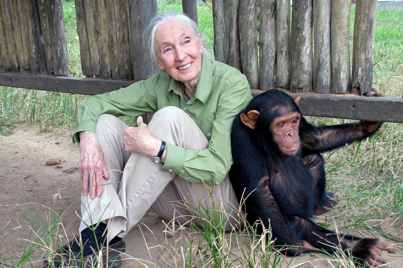 Chimpanzees With Jane Goodall