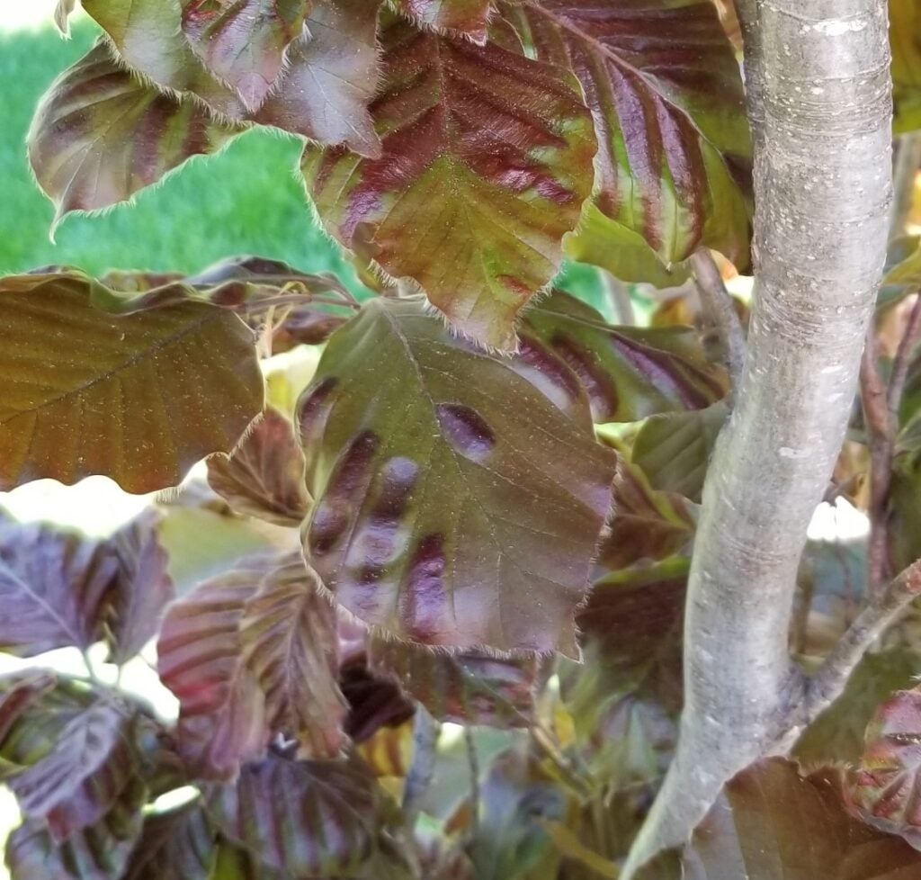 beech-leaf-disease-in-ri-2023-update