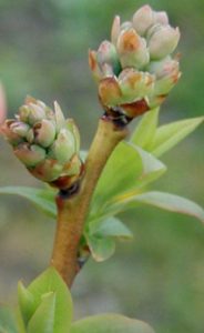 Blueberry flower bud at tight cluster stage