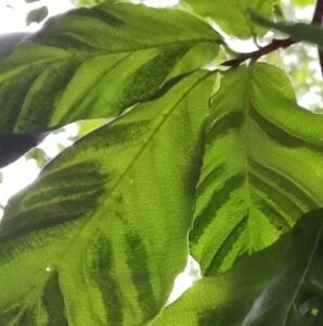 American beech leaves with BLD damage