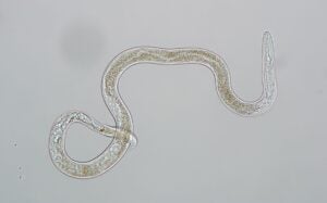 BLD nematode