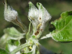 Tight cluster apple bud stage. Cluster pulled apart shows winter moth caterpillar and frass between buds.