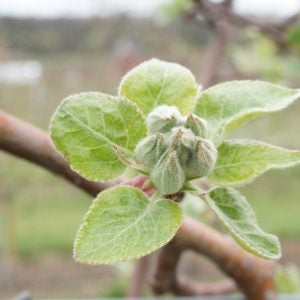 Apple flower bud at tight cluster stage