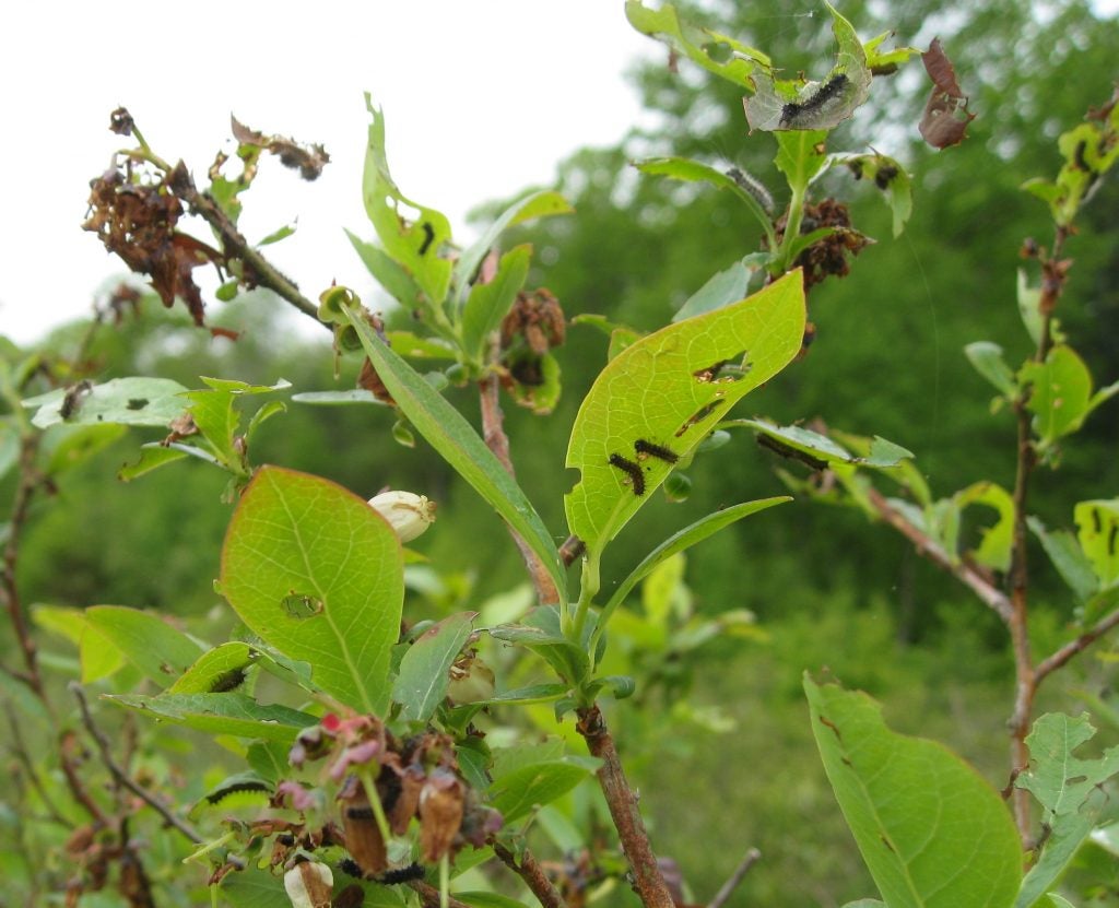 June 1st Caterpillar Update