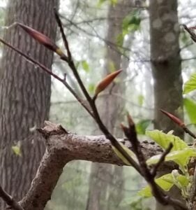 Dead American beech buds