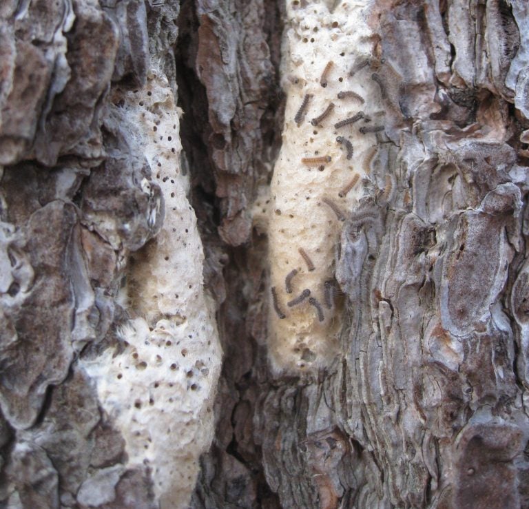 Gypsy moths hatching