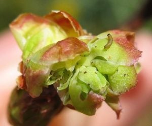 Blueberry flower bud with winter moth caterpillar and frass