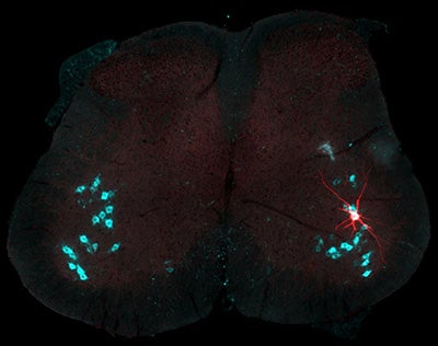 Spinal motoneuron recorded intracellularly and labeled by intracellular injection of Neurobiotin (red). Other motoneurons on this section of spinal cord labeled by immunolabeling against the choline-acetyl transferase enzyme (cyan). Picture by Marin Manuel and Rebecca Manuel.