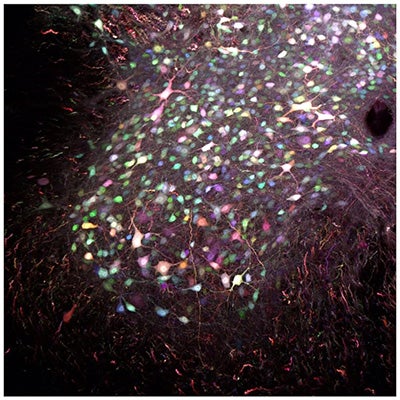 Neurons in a section of mouse spinal cord, labeled using the brainbow technique. Image by Marin Manuel and Jean Livet; Institut de la vision, Paris, France