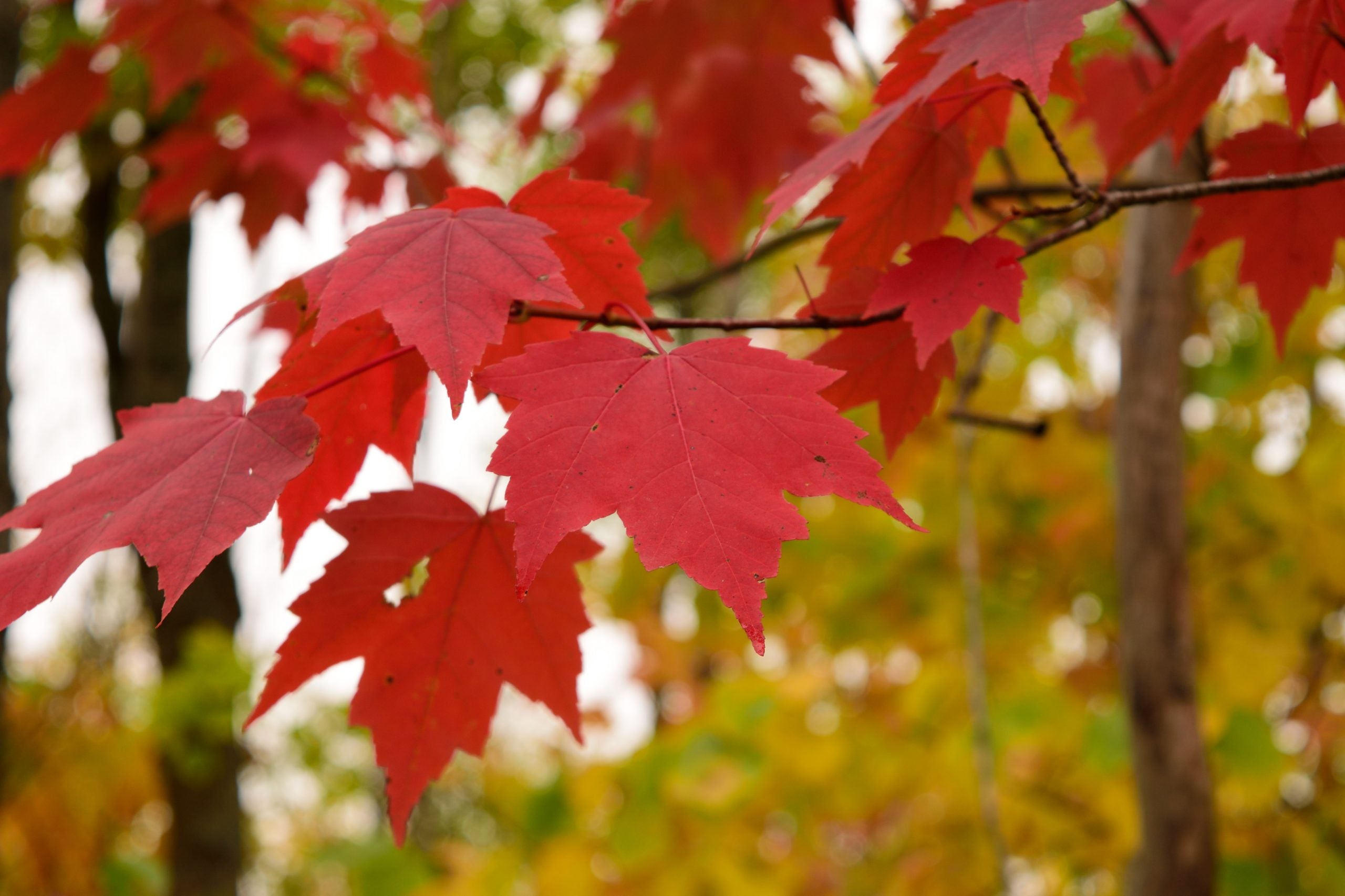 Cancer Preventing Compounds In The Red Maple Leaves Acer Rubrum Maple