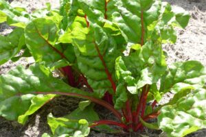 swiss-chard-1580676_960_720