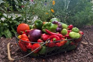 Vegetables and Natives in a Small Space