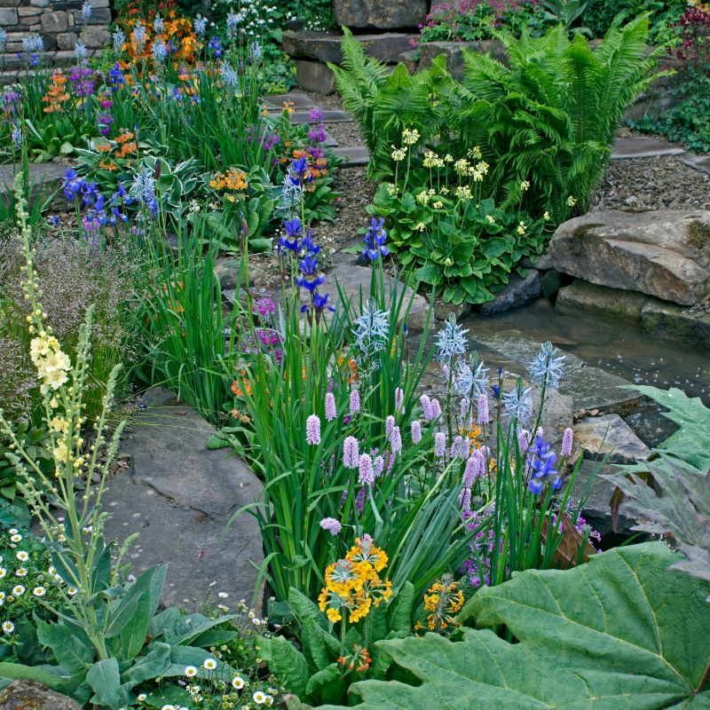 rain garden