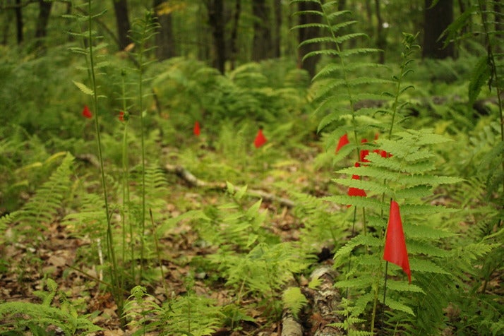 Small red flags partially obscured by ferns in the forest.