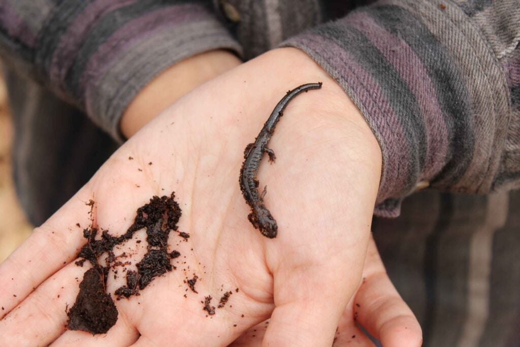 A salamander smaller than a pen rests on an outstretched palm.