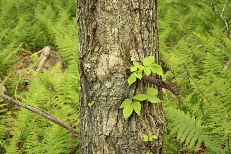 Poison ivy on the trunk of a tree surrounded by ferns.