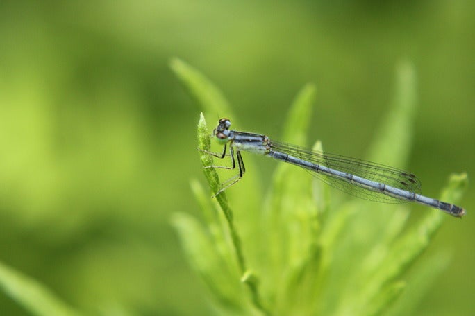 A small blue and black damselfly with folded wings resting on a leaf.